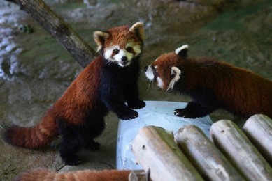 Image 295215693