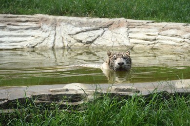 Image 295239673