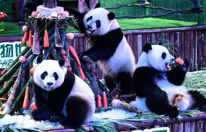 Image 295467576