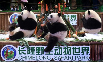 Image 295467602