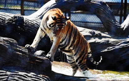 Image 296156948