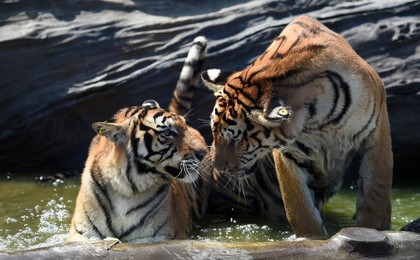 Image 296156951