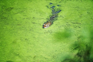 Image 296156993