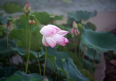 Image 296641719