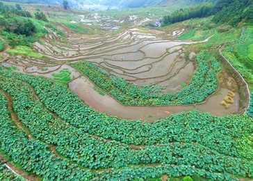 Image 296648059