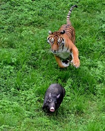 Image 297448213