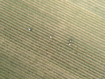 Image 297782894
