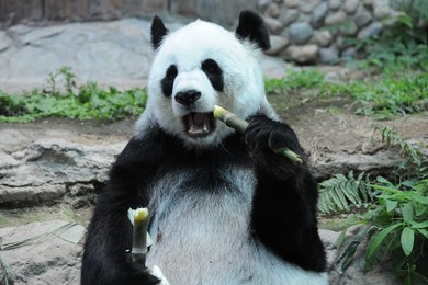 Image 299739493