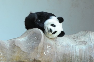 Image 299739494
