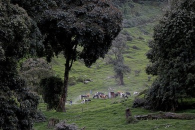 Image 300575053