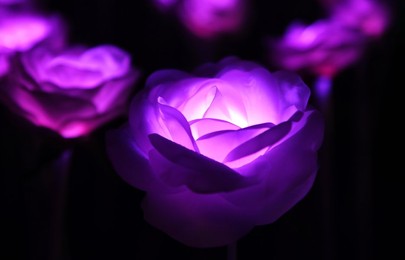 Image 301945641