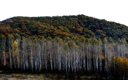 Image 302418184
