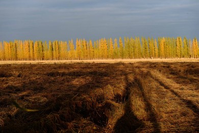 Image 302727969