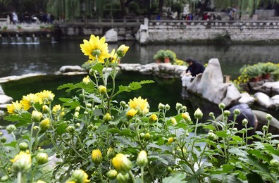Image 303740113