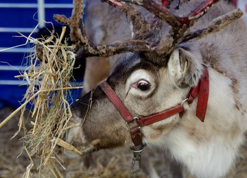 harrogate christmas market