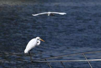 Image 307956748