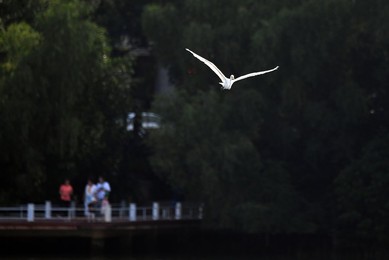 Image 307956750