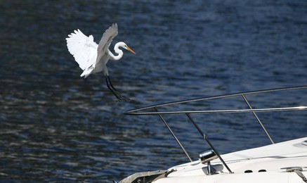 Image 307956753