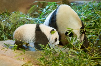 Image 310716711