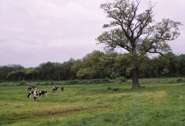 Image 320927315