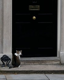 Image 326961229