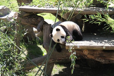 Image 328095334