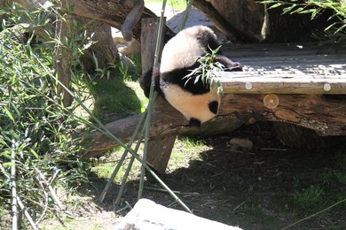 Image 328095374