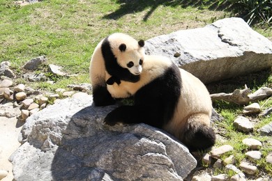 Image 328095385