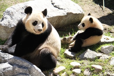 Image 328095396