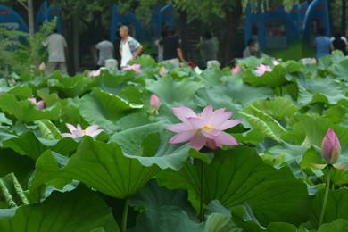 Image 340915946