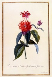 Image 343944556