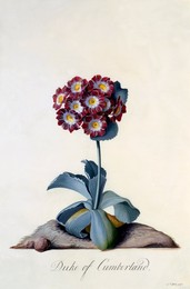 Image 343945929