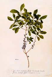 Image 343945938