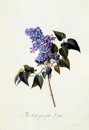Image 343946846