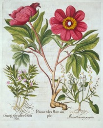 Image 343946978