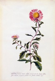 Image 343947098