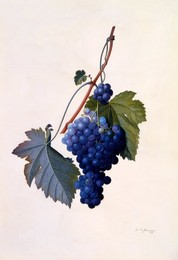 Image 343949495