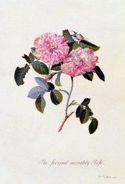 Image 343949522