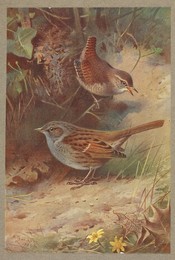 British birds.