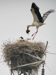 Image 373344350