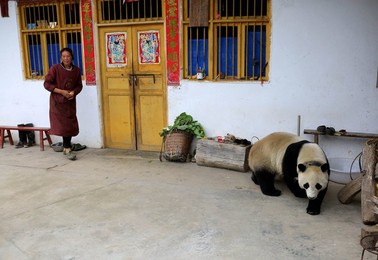 Image 373522931