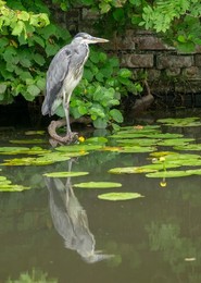 British wildlife