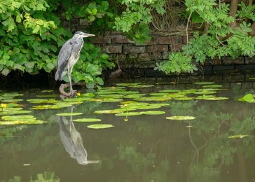 British wildlife