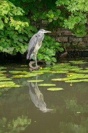British wildlife