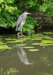 British wildlife