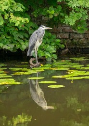 British wildlife