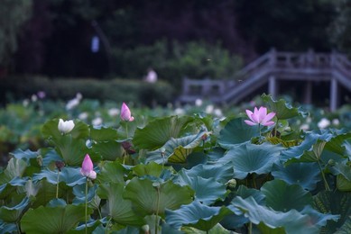 Image 379987053