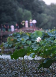 Image 379987569