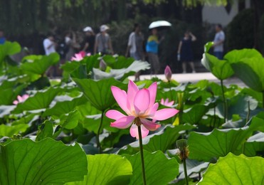 Image 380887125