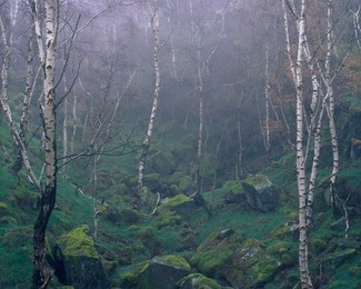 Mother nature recolonises an abandoned quarry in the Peak District, Derbyshire, England, United Kingdom